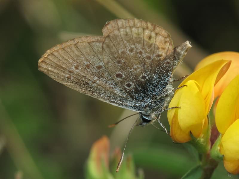 Polyommatus icarus (Rottemburg, 1775)